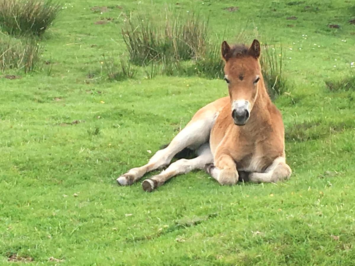 Exmoor Retreat On Two Moors Way Withypool Екстериор снимка