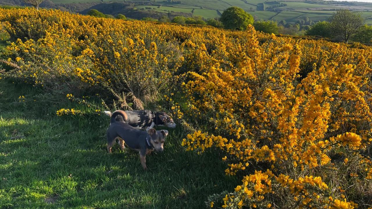 Exmoor Retreat On Two Moors Way Withypool Екстериор снимка